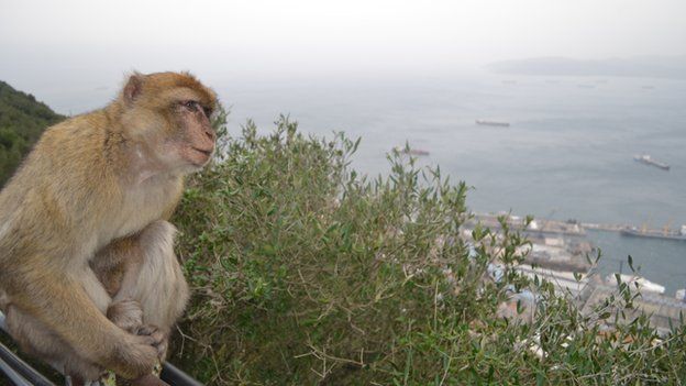 A Barbary Macacque looks out from the Rock of Gibraltar