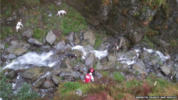 dogs rescued from gorge