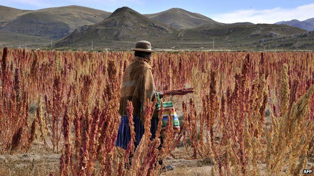 Quinoa farmer in Bolivia