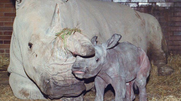 A rare northern white rhino with it's mother at a zoo in the Czech Republic