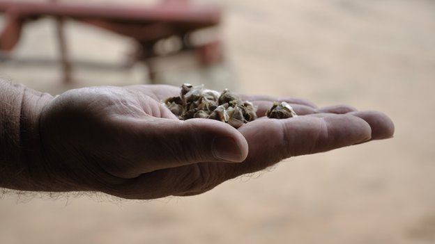 Moringa dried seeds