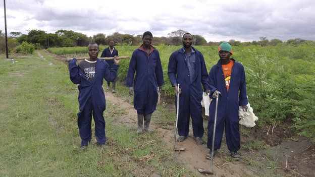 Moringa farm employees