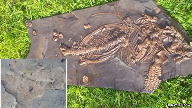 A smaller ichthyosaur as it looked when Mr Bow found it (inset) and then after it had been exposed