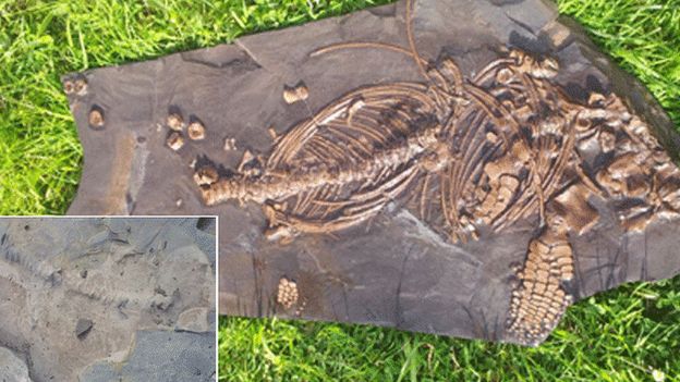 A smaller ichthyosaur as it looked when Mr Bow found it (inset) and then after it had been exposed