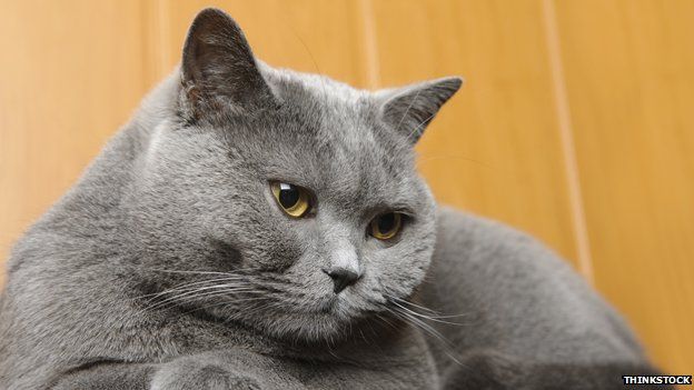 British shorthair cat