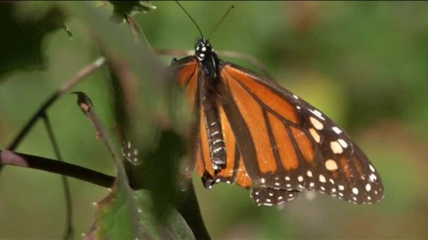 Boost for endangered butterflies - BBC Newsround