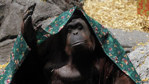 An Orang-utan named Sandra, covered with a blanket, gestures inside its cage at Buenos Aires" Zoo, in this December 8, 2010 file photo