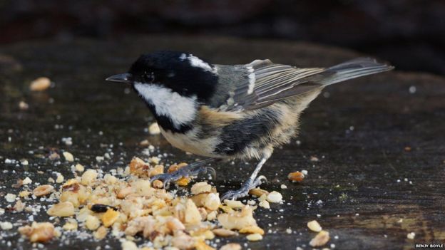 Your pictures of Scotland: 19 to 25 December - BBC News