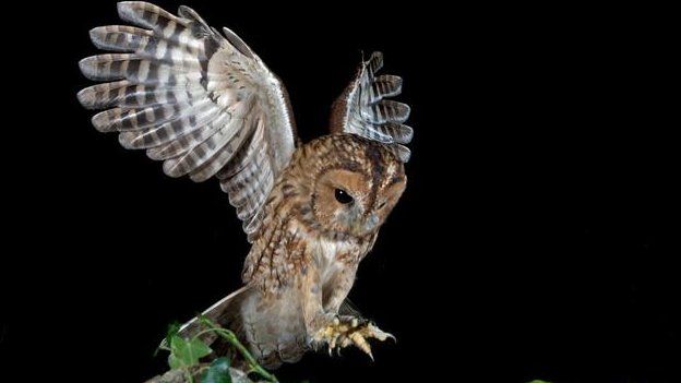 Police Investigate Owl Killing In East Lothian - Bbc News