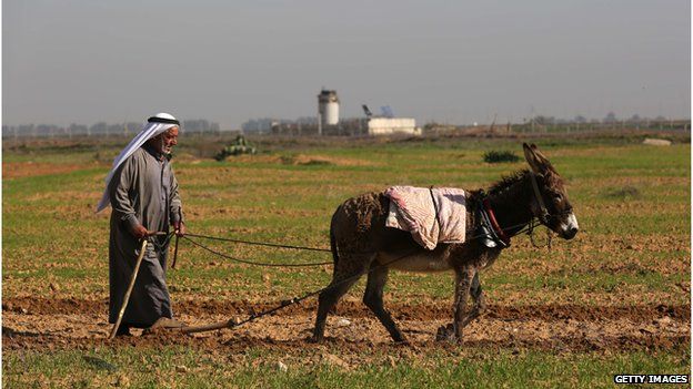 Old man ploughing with a donkey