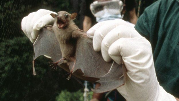Bat being captured to be tested for Ebola