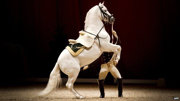 A horse from the Spanish Riding School at a performance in the Netherlands