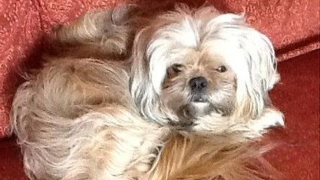 Stolen dog found after three months - BBC News