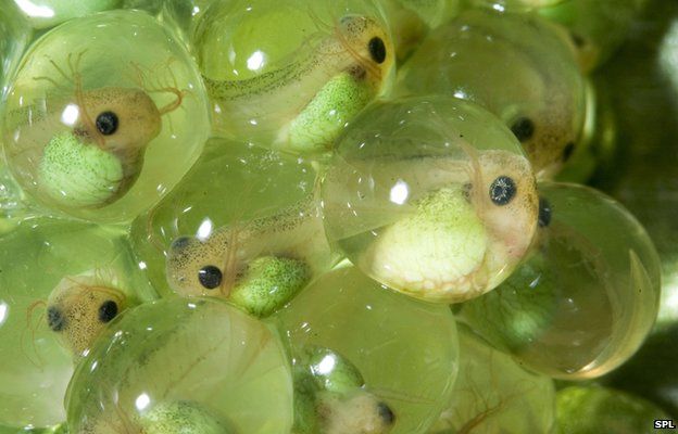 Small Fanged Frogs Found In Indonesia - Videos from The Weather