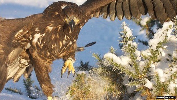 'Medical miracle' sea eagle found dead on Isle of Mull - BBC News