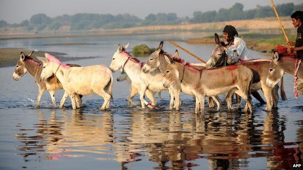 Donkey crossing a river in India