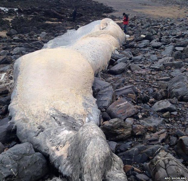 Large whale carcass washed up in Cornwall - BBC News