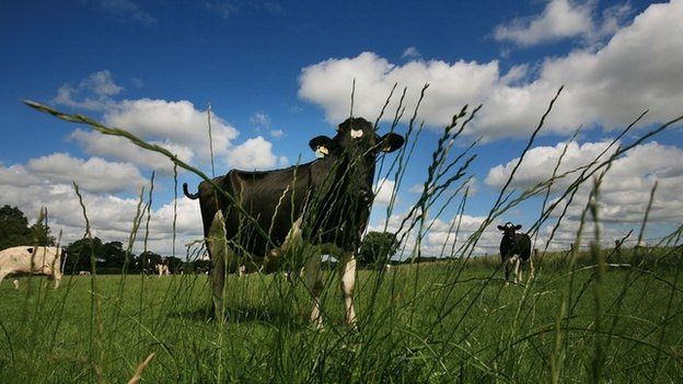 Dairy cows graze in a field in the Cheshire countryside
