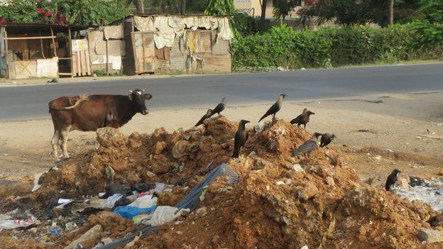 Crows at a rubbish dump in Mombasa