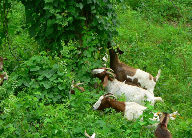 Eco goats in action