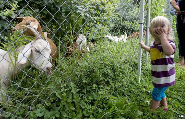 Goats clearing the Congressional cemetery