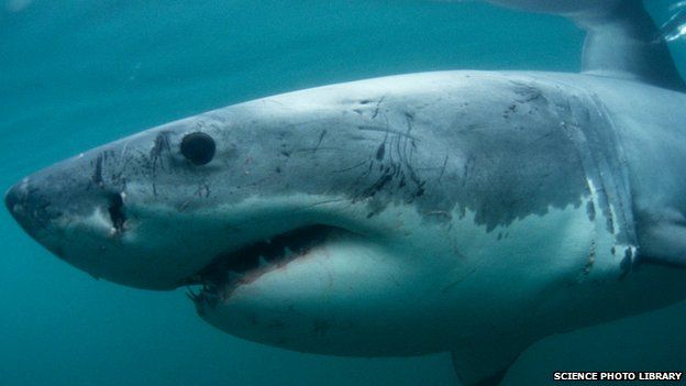 Great white shark, file photo