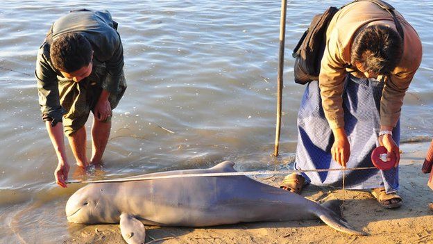 Members of the Myanmar Wildlife Conservation Society examine a dead Irrawaddy dolphin killed by electric shocks in the water