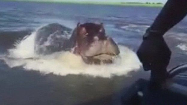 Close up still of hippo launching itself out of water towards boat