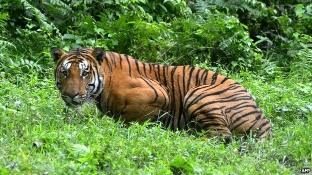 A Royal Bengal Tiger pauses in a jungle clearing in Kaziranga National Park, east of Guwahati, India - 21 December 2014