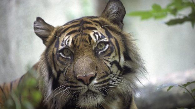 Sumatran tiger in