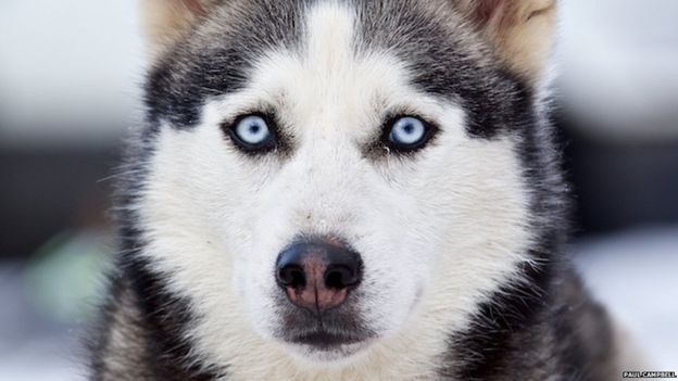 Super woofers: Sled dog rally near Aviemore - BBC News