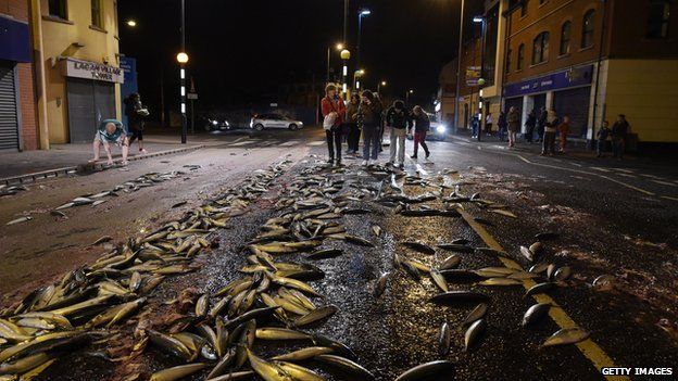 Hundreds of fish on Ravenhill Road