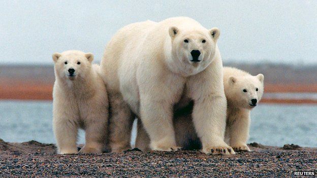 Polar bears in Alaskan refuge