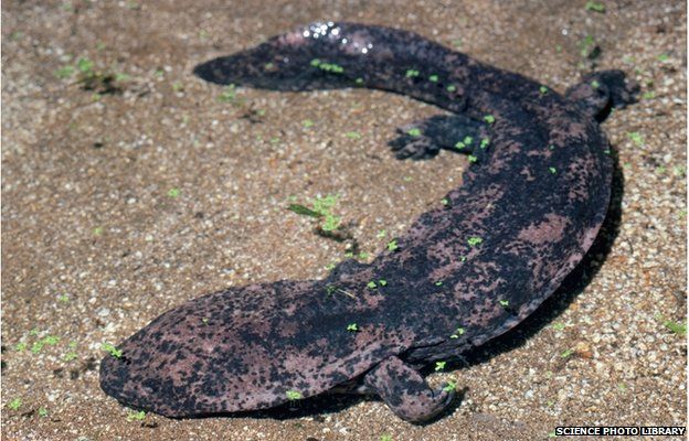 Chinese Giant Salamander (Andrias davidianus davidianus).