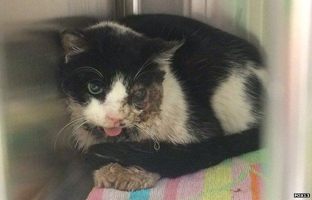 Heartbroken cat spends YEAR living by dead owner's grave - World