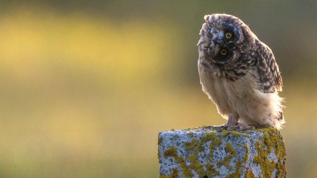 Owl in Orkney