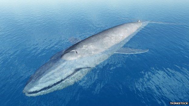 Blue whale representation