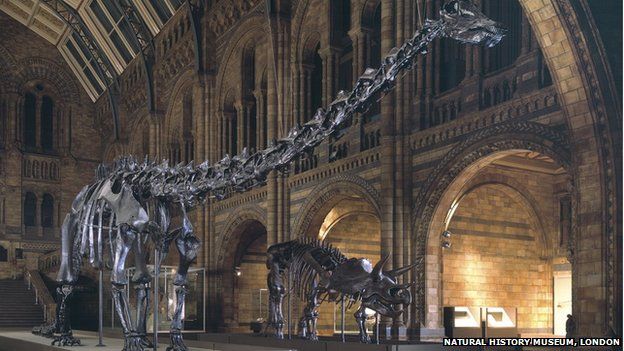 Dippy in the Natural History Museum