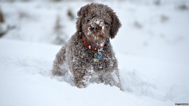 In pictures: UK snow 29 January 2015 - BBC News