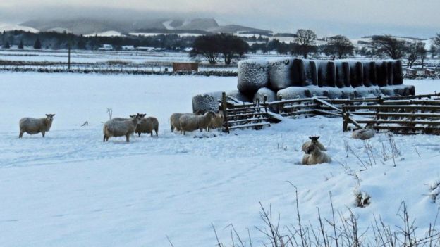 In Pictures: Snow Blankets Scotland On Thursday - BBC News