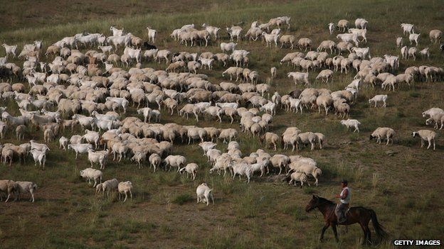 A herdsman pastures sheep on 8 August 2006 in Xilinhot of Inner Mongolia Autonomous Region, China