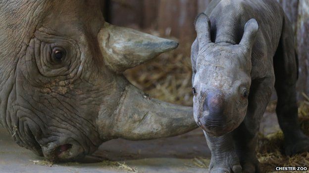 Baby Black Rhino Born In Zoo - BBC Newsround