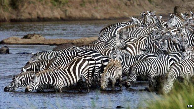 Mara river entry point for zebra and wildebeest during the migration in Kenya. 7 August 2013
