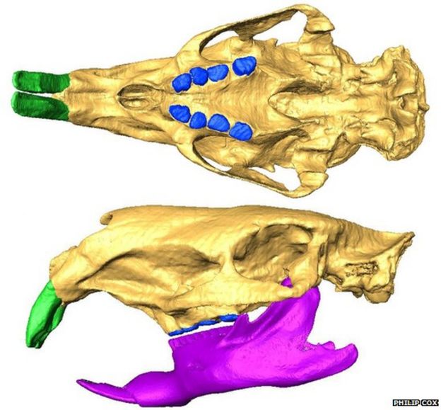 Biggest rodent 'fought with teeth' like tusks - BBC News