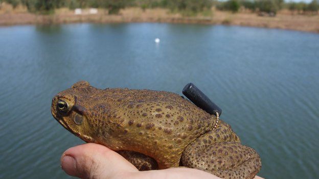 Cane toad fitted with a tracking device