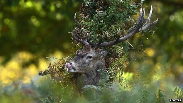 A male red deer with antlers covered in bracken