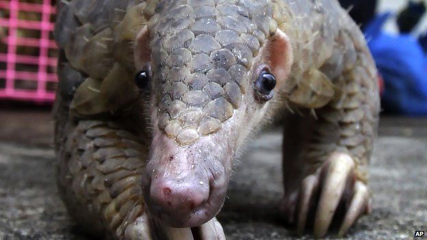 Pangolin looking at camera