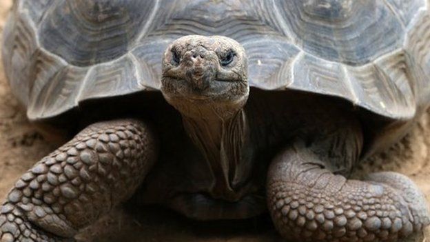 A Galapagos giant tortoise. File photo