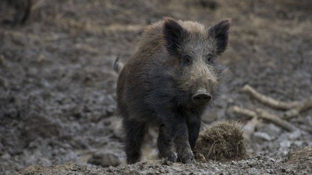 Trio deny releasing wild boars at Maesteg - BBC News