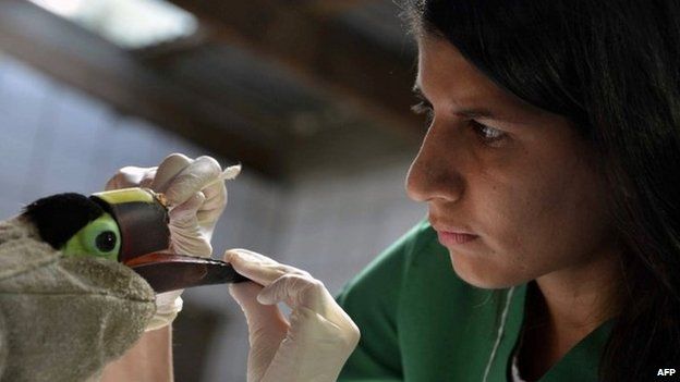 Veterinarian Carmen Soto examines a toucan which lost part of its beak on 4 February 2015